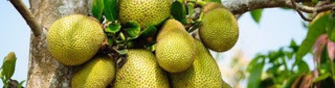 What Is Jackfruit? Where Does It Grow? What Is Jackfruit? Where Does It Grow?