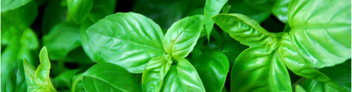 Mediterranean Herbs and Spices: A Beginner’s Guide