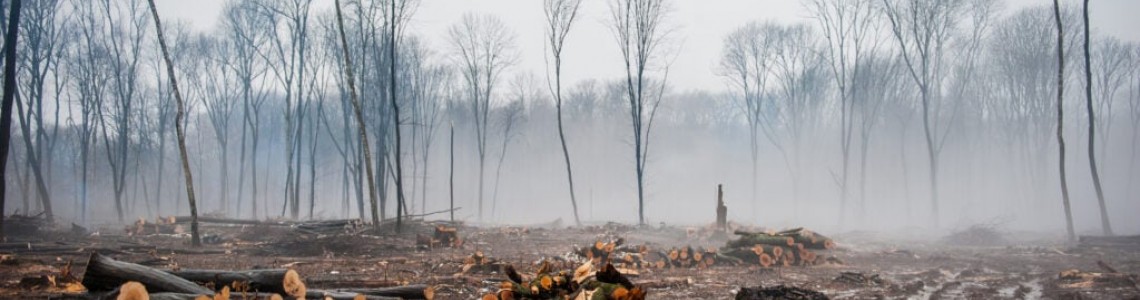 Benefits of veganism: the environment